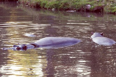 Su aygırları vahşi yaşam kavramında