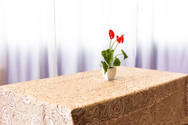 renkli masa perdesi görünümü 