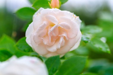 Sevginin göstergesi olarak pembe gül.