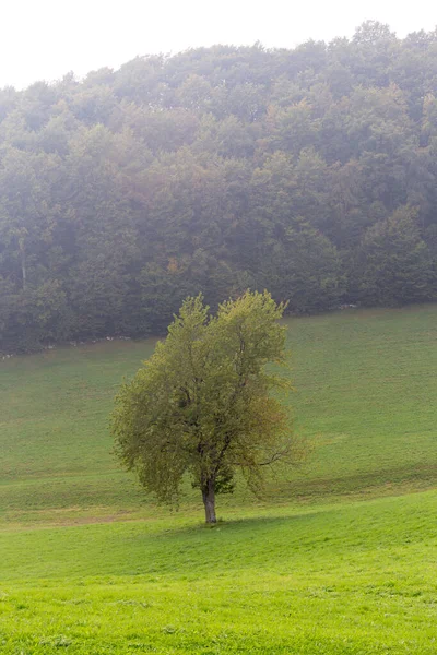 Tepesinde Bir Sürü Ağaç Olan Yeşil Bir Ağaç — Stok fotoğraf