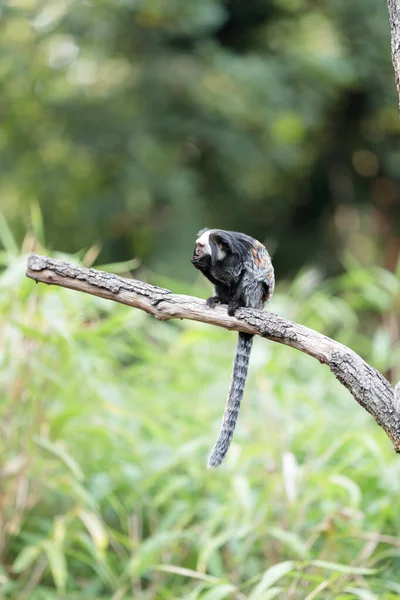 Callithrix Geoffroyi Marmoset Kasztan — Zdjęcie stockowe