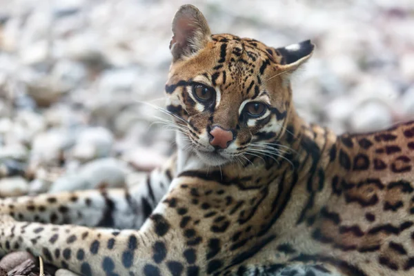 Leopardus Pardalis adında yabani bir kedinin yakından görünüşü. 