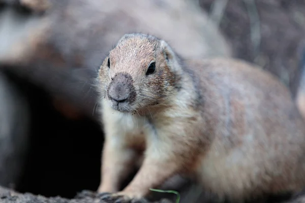 Chien Prairie Cynomys Ludovicianus — Photo