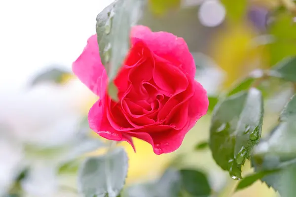 Rosa Roja Después Lluvia —  Fotos de Stock