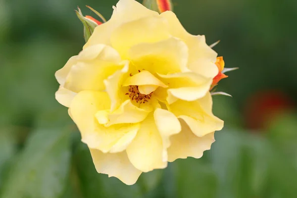 Yellow Rose Surrounded Red Want Communicate Tender Love — Stock Photo, Image