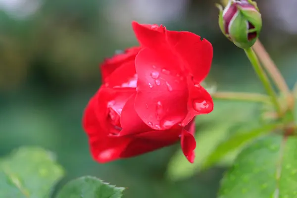 Rosa Roja Vista Cerca —  Fotos de Stock