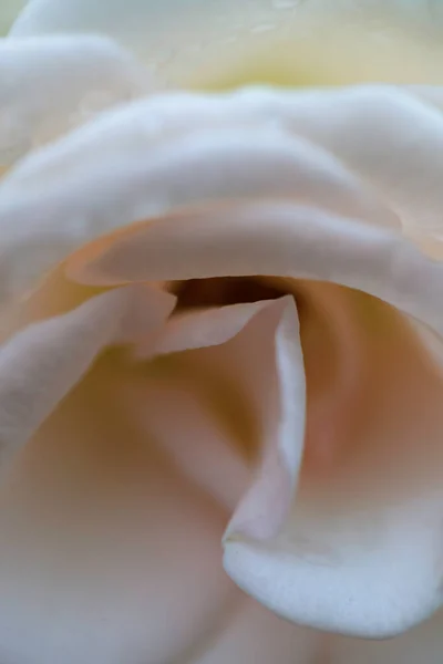 Pink Rose Sign Affection — Stock Photo, Image