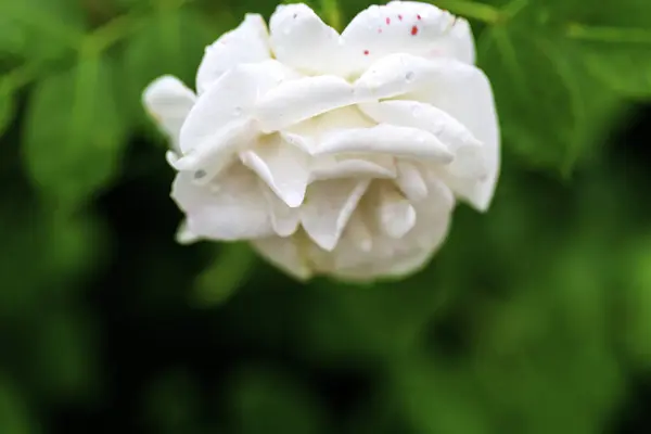 Розовая Роза Знак Любви — стоковое фото