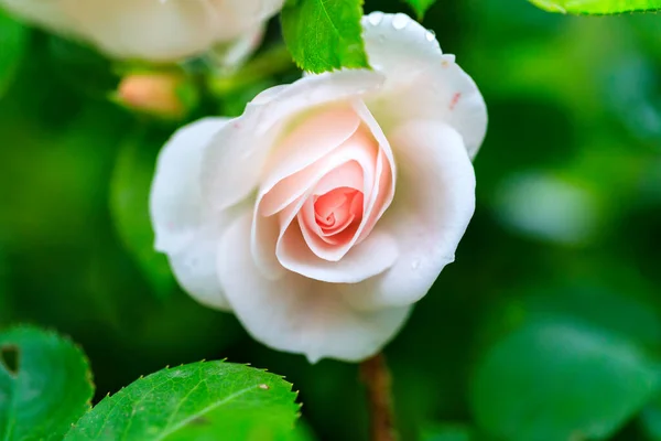 애정의 표시로 분홍색 장미가 피어나다 — 스톡 사진
