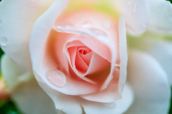 Rose Rose Comme Signe Affection — Photo