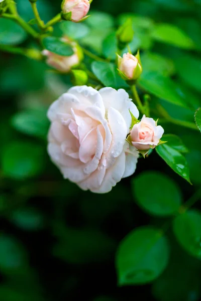Rosa Rosa Come Segno Affetto — Foto Stock