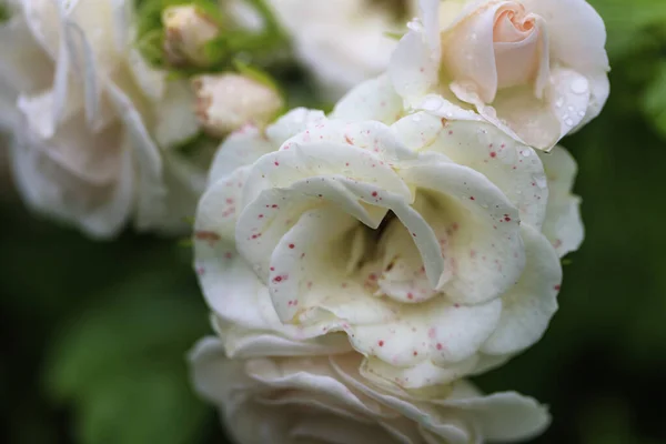 Rosa Rosa Como Sinal Afeto — Fotografia de Stock