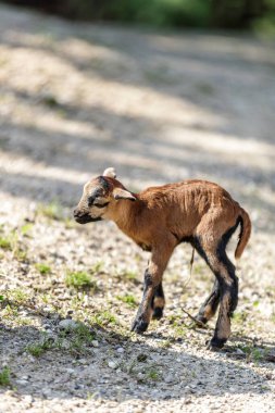 Yavru keçi açık hava manzarası 