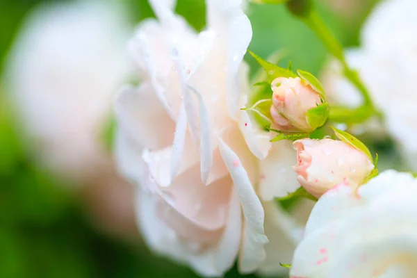 Rosa Rosa Como Sinal Afeto — Fotografia de Stock