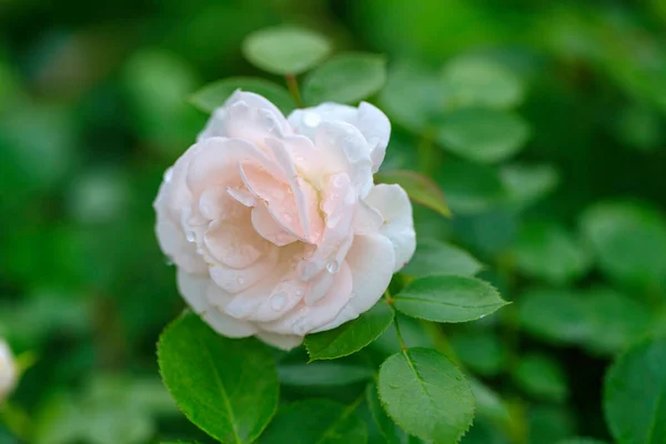 White Rose Close View — Stock Photo, Image