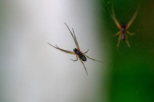 Vista Cerca Araña Red — Foto de Stock