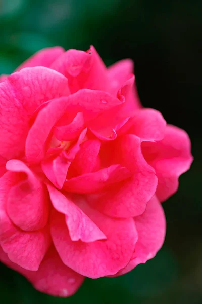 Rosa Roja Después Lluvia —  Fotos de Stock