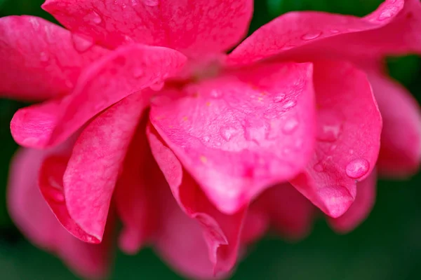 Rosa Roja Después Lluvia —  Fotos de Stock