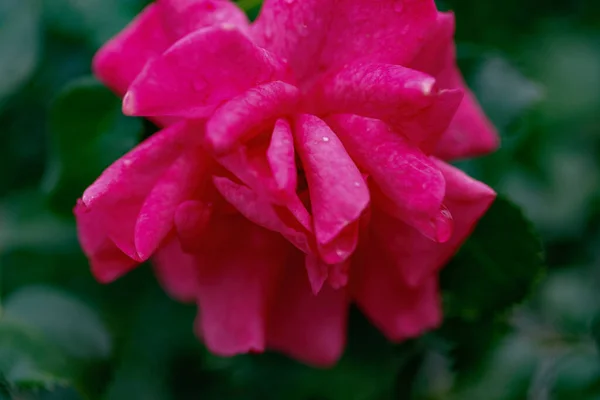 Rose Rouge Après Pluie — Photo