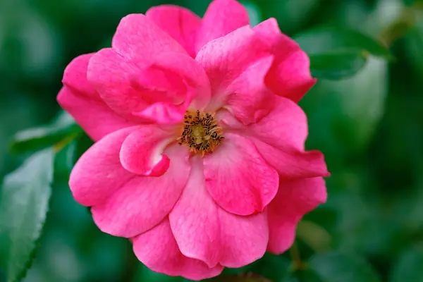 Red Rose Rain — Stock Photo, Image