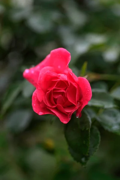 Rosa Roja Símbolo Del Amor —  Fotos de Stock