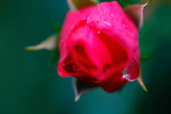Rosa Roja Símbolo Del Amor —  Fotos de Stock