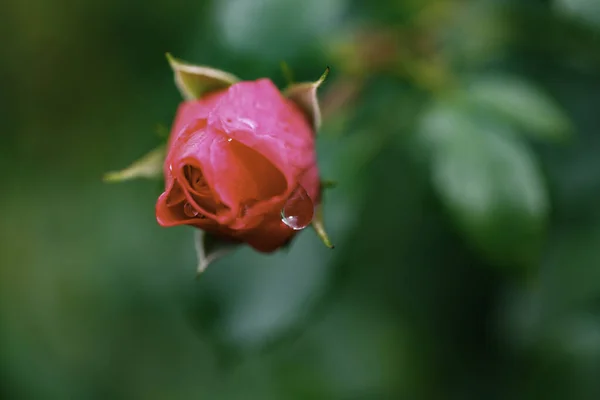 Rosa Roja Símbolo Del Amor —  Fotos de Stock