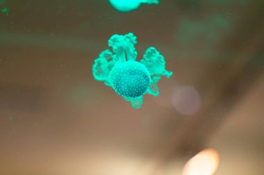 Akvaryumdaki renkli denizanası