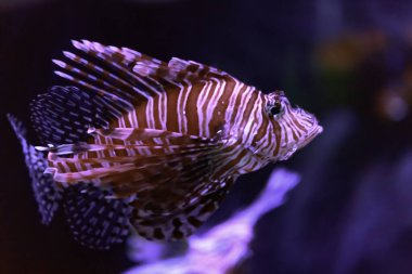 Dendrochirus zebra, hindibalığı, aslan balığı.