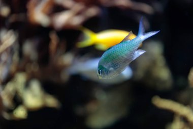 Neon papağanı, akvaryumda balık