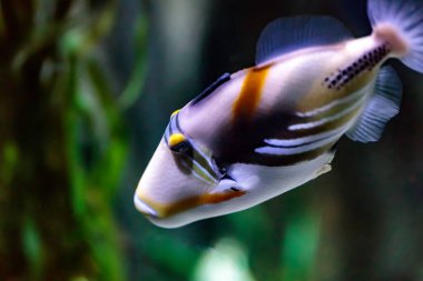 Gölcük tetikleyici balığı (Rhinecanthus aculeatus), ayrıca blackbar tetikleyici balığı, Picasso tetikleyici balığı, Picassofish ve Jamal olarak da bilinir.