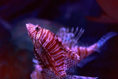 Dendrochirus zebra, hindibalığı, aslan balığı.