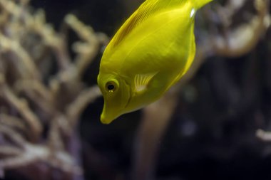 Sarı tang balığı (Zebrasoma flavescens)