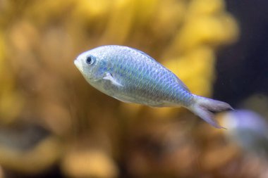 Neon papağanı, akvaryumda balık