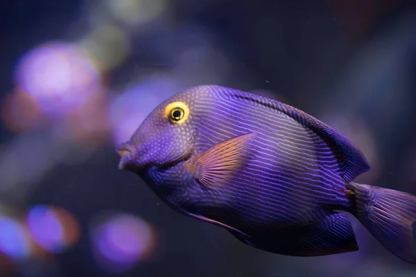 Ctenochaetus Strigosus Blauer Fisch — Stockfoto