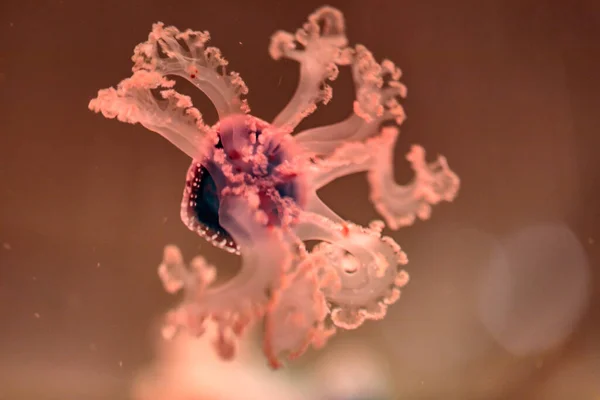 Schöne Bunte Quallen Aquarium Beleuchtet Mit Neonlampe — Stockfoto