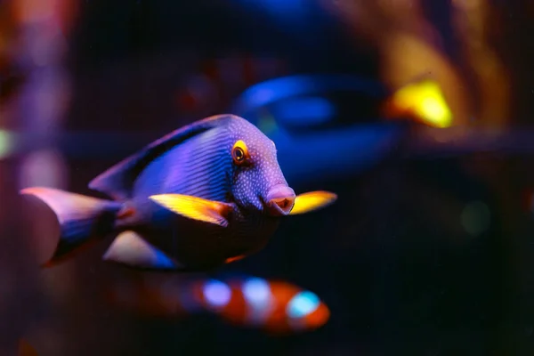 Ctenochaetus Strigosus Peixe Azul — Fotografia de Stock