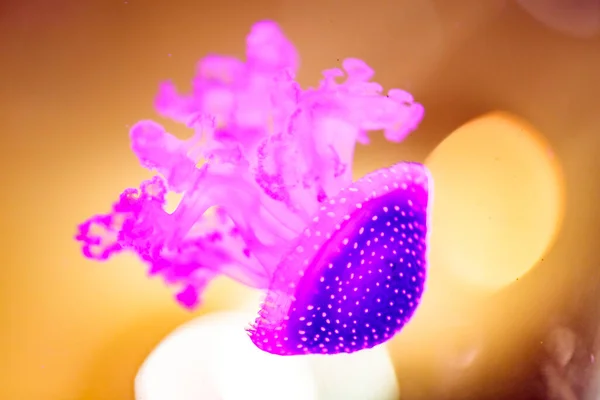 수족관에 색깔있는 해파리 — 스톡 사진