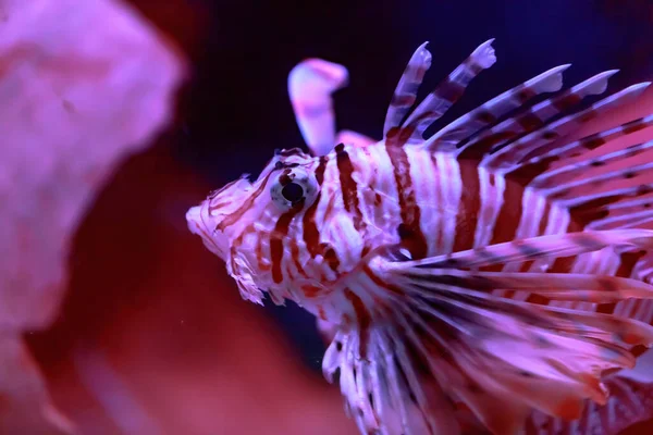 Dendrochirus Zebra Turkeyfish Lionfish — стоковое фото
