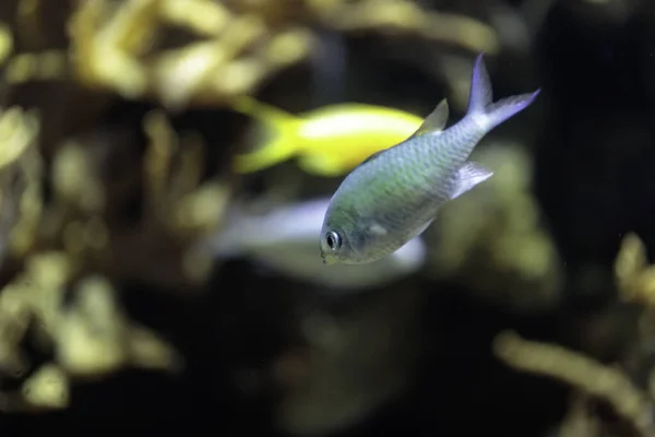 Neon Damselfish Fish Aquarium — Stock Photo, Image