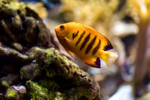 Pesce Angelo Della Fiamma Centropyge Loriculus — Foto Stock