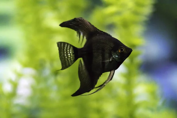 Skalara Pterofilna Angelfish Lub Słodkowodna Angelfish — Zdjęcie stockowe