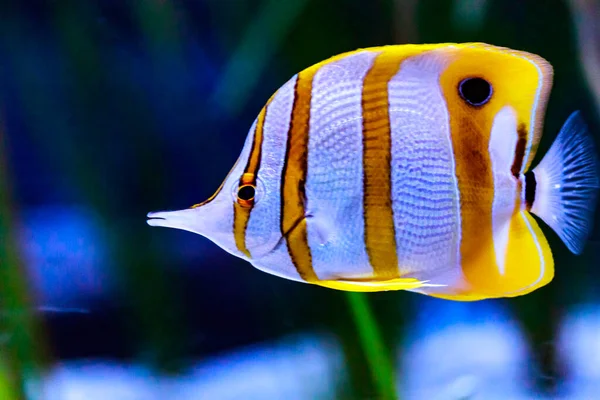 Copperband Butterflyfish Chelmon Rostratus Peixe Coral Bico — Fotografia de Stock