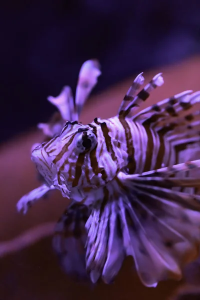 Dendrochirus Zebra Kalkonfisk Lejonfisk — Stockfoto