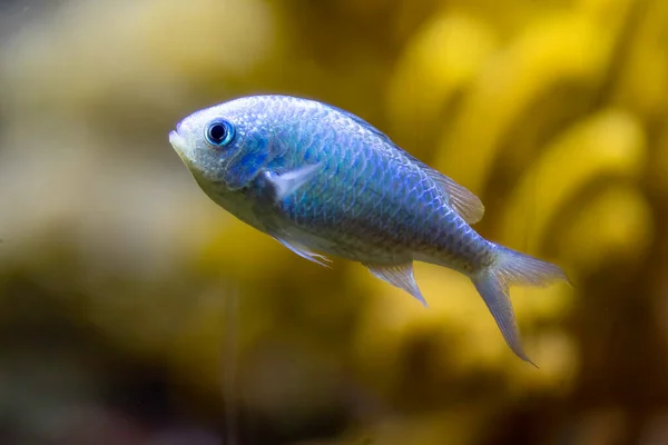 Neon Damselfish Hal Akváriumban — Stock Fotó