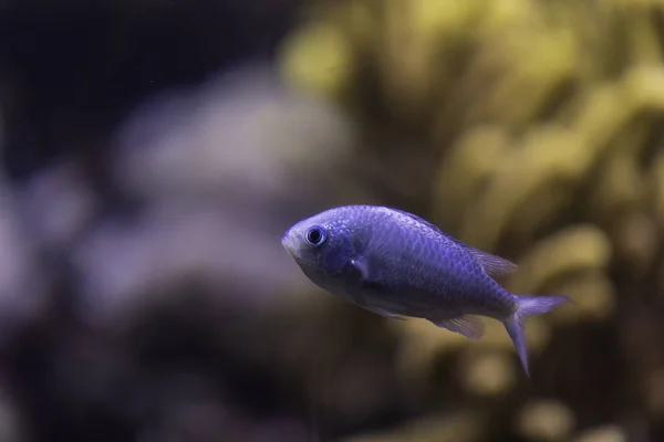 ネオンダム利己的な水族館の魚 — ストック写真