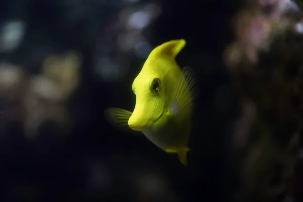 Pesce Pinza Giallo Zebrasoma Flavescens — Foto Stock