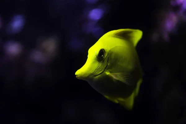 Peixe Tang Amarelo Zebrasoma Flavescens — Fotografia de Stock