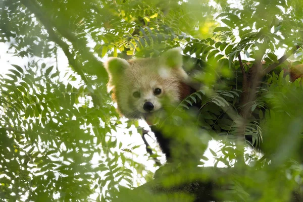 Vörös Panda Mászik Fára — Stock Fotó