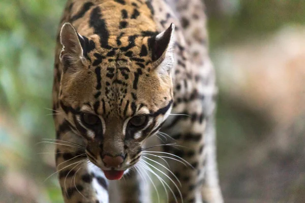 Portrét Ocelota Těhotné Ocelotky — Stock fotografie